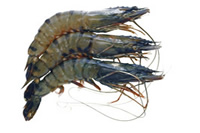 frozen sea food